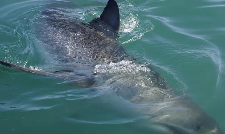 Shark Cage Diving Viewing Only