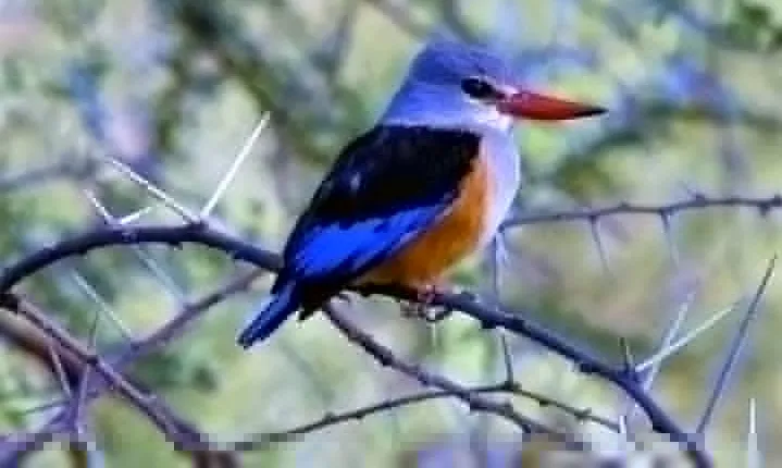 Three Days Safari: Lake Manyara-ngorongoro Crater (classic)