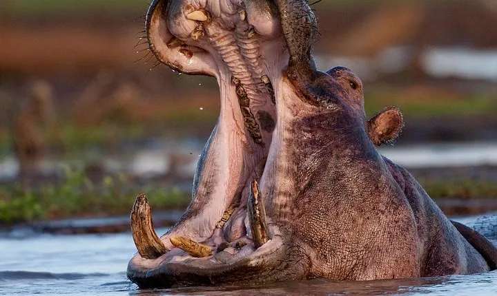 3 Day: Landscapes of Serengeti and Ngorongoro Crater