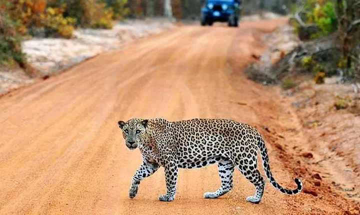 2 Days Tour of Double Safari (Yala & Udawalawe) - All Inclusive