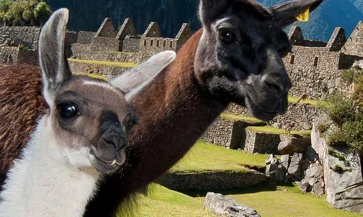 Machupicchu World Wonder Day Tour from Cusco