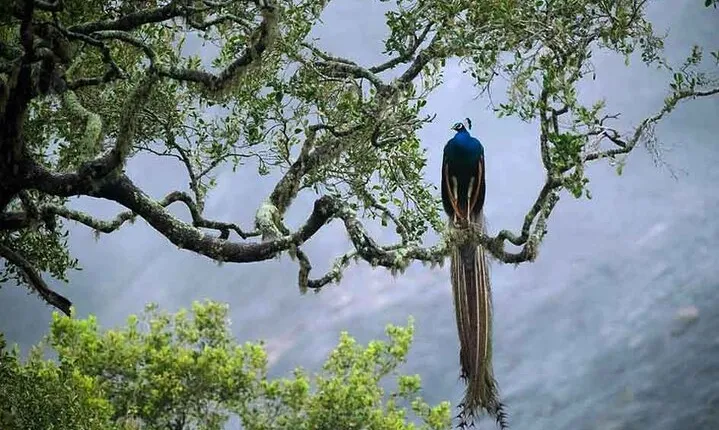 Private Day Trip To Sinharaja Rain Forest From Colombo