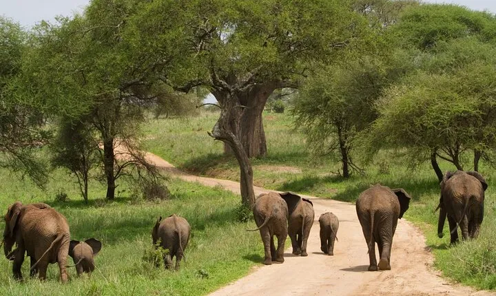 1 Day Tarangire National Park Safari Tour from Arusha