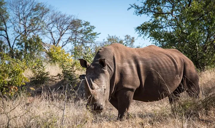 White Rhino Walk in the Mosi oa Tunya