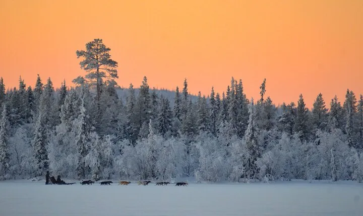 Sunrise Zen Husky Tour (10:00 to 13:00 - sitting on the sled)
