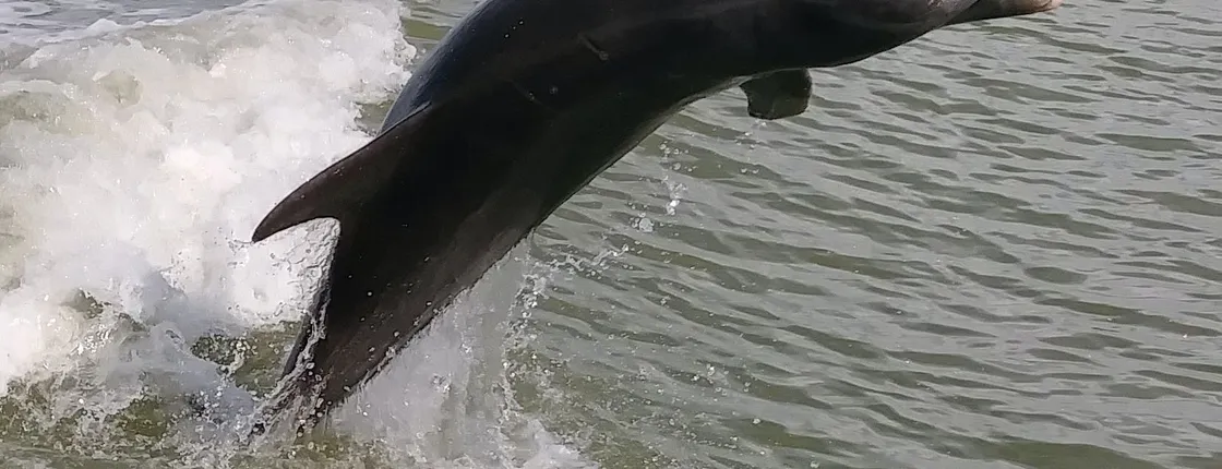 Everglades National Park dolphin, birding and wildlife boat tour