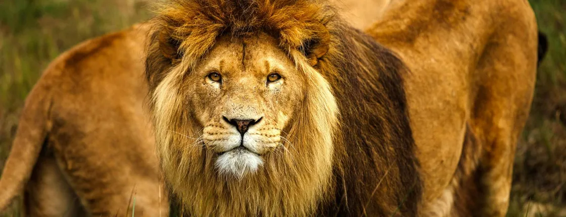 Safari adventure at Safaripark Beeksee Bergen