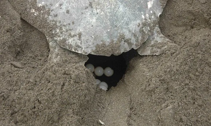 Night Turtle Nesting Tour from Tamarindo