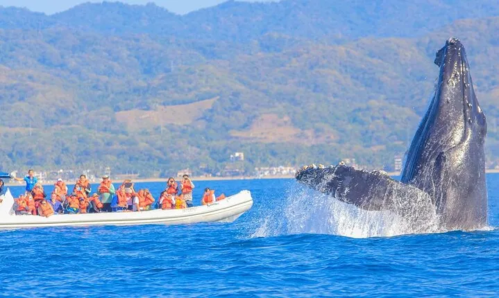 Whale Watching in Puerto Vallarta!
