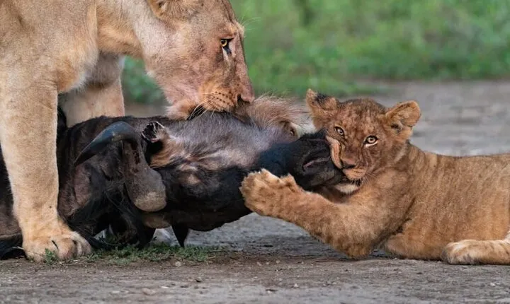 7-Day Serengeti Wildebeest Migration Camping Safari