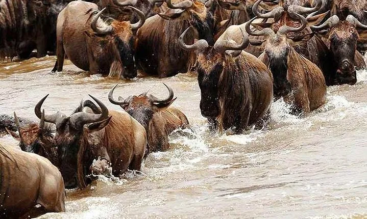 5 Day Private Camping Serengeti,Ngorongoro, lake Manyara,Tarangire National Park