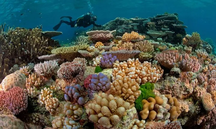 Discover Utopia Beach Snorkeling Adventure with Lunch in Hurghada
