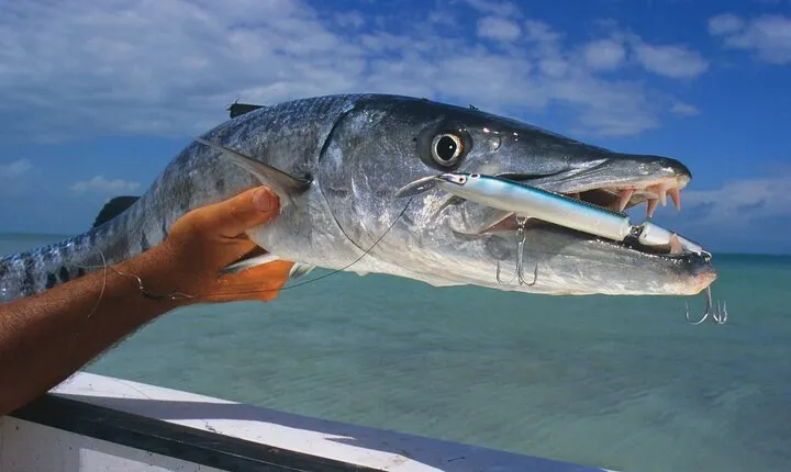 Private Key West Fishing & Sandbar or Snorkel Charter