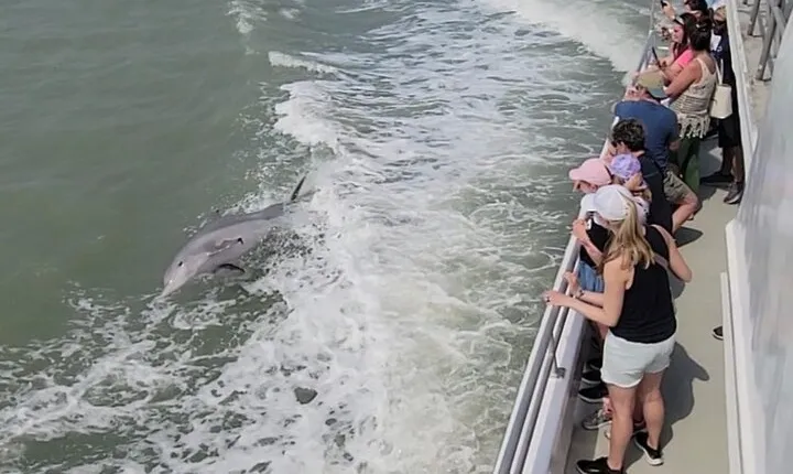Sunset Dolphin Watch Tour