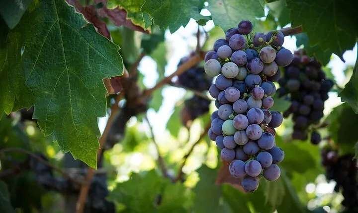 Discovering Lebanon's Finest: Chateau Musar, Ixsir and Batroun