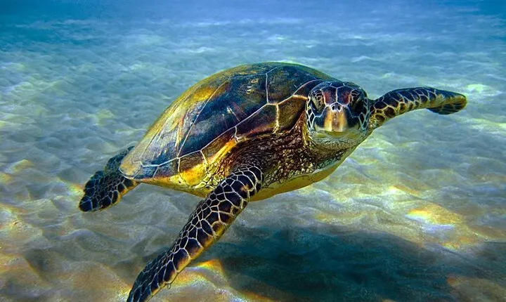 Full day Private Abu Dabbab Snorkeling with & Lunch - Hurghada