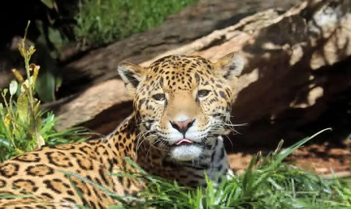 San Antonio Zoo General Admission Ticket