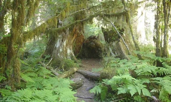 Olympic Peninsula and Forest Tour