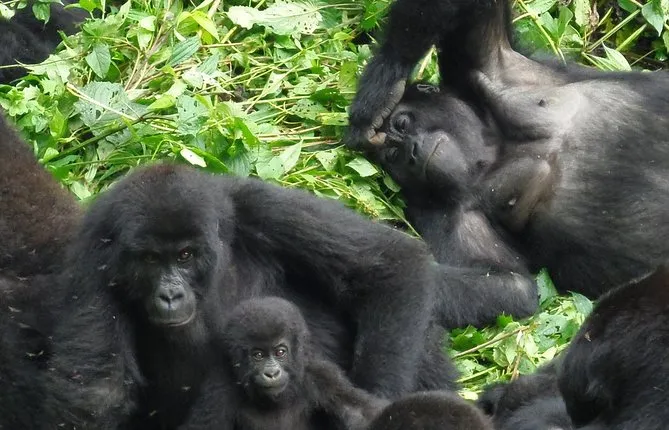3 days Mountain gorilla trek in Virunga National Park