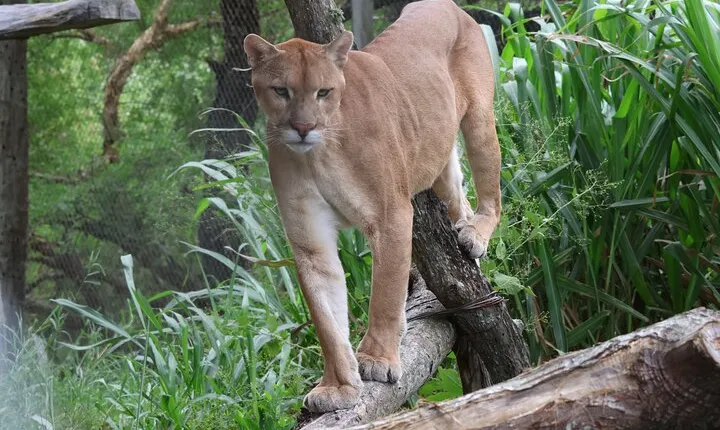 Wildlife rescue center in nature reserve near Santa Cruz