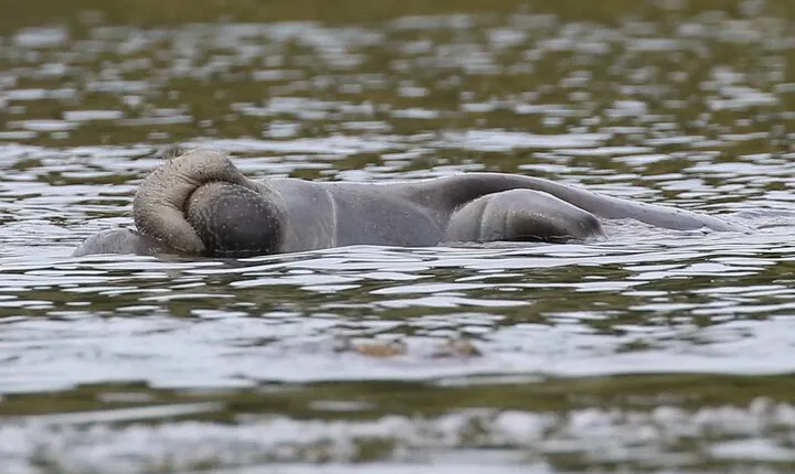 Guided Kayaking Manatee Tour near Orlando