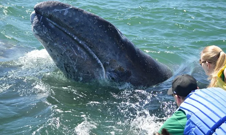 2-Day Magdalena Bay Gray Whale Van Tour