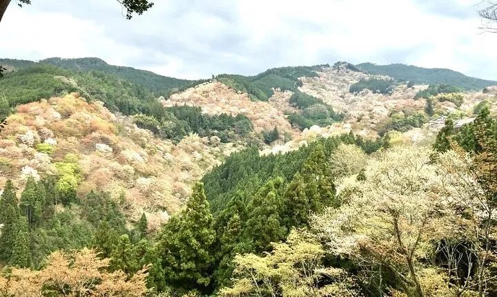 Full-Day Private Guided Tour to Yoshino, Japanese Mountain