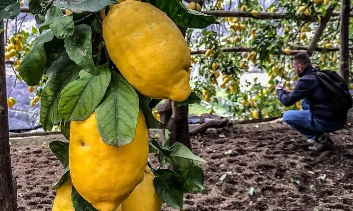 Private Tour: The Path of the Lemons