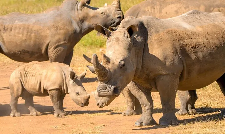 Amboseli & Nairobi National Park 3 Day Safari