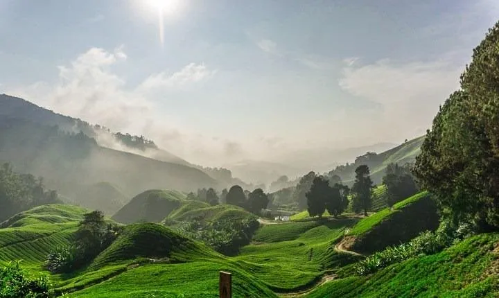 Private Tour : Cameron Highland Day Trip from Kuala Lumpur
