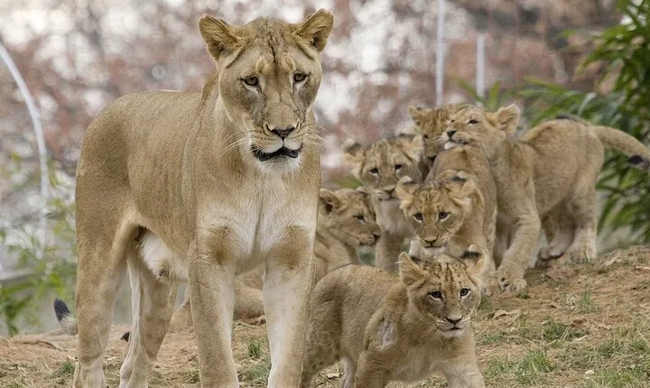 3 Days Northern Circuit Safari