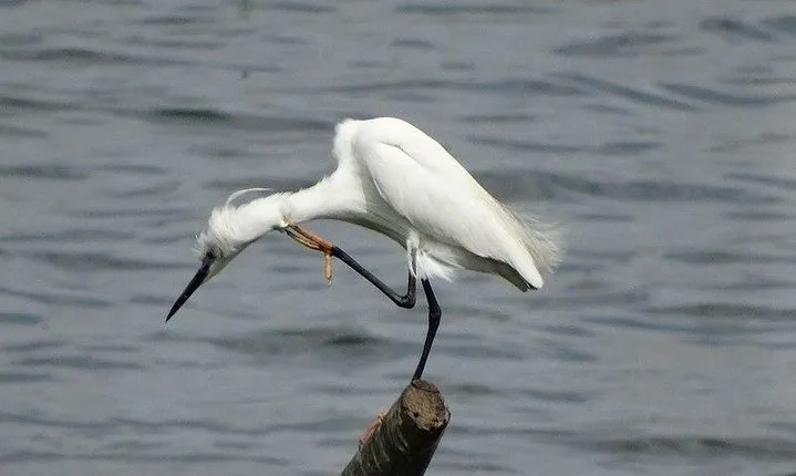 Bird Watching Tour at Bhandup, Mumbai