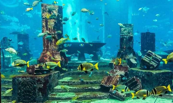  Dubai Aquarium & Penguin Cove – Underwater Zoo Experience