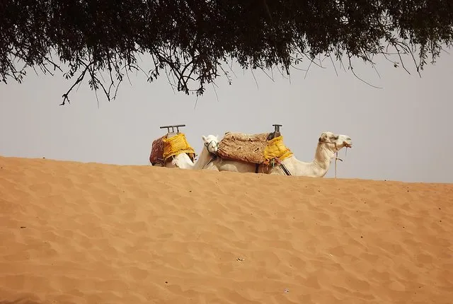 Massa 4x4 & small dunes with lunch day trip from Agadir