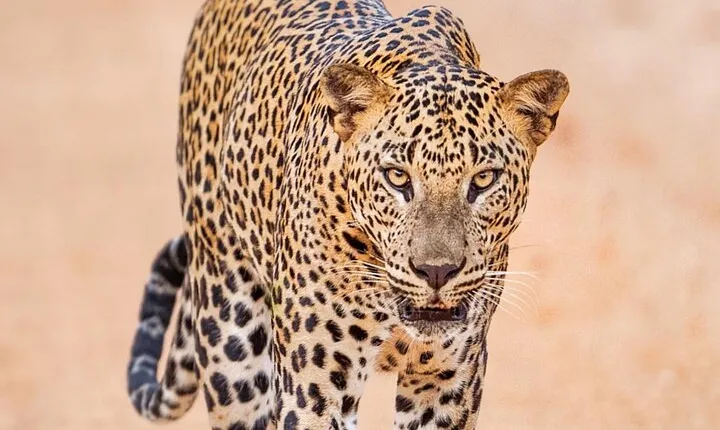 Full-Day Private Akagera National Park Tour with Lunch
