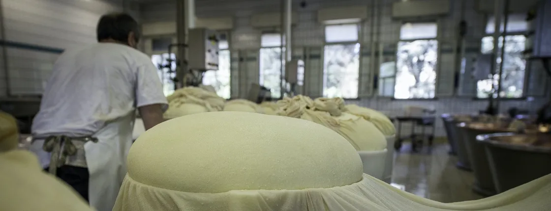 Parmigiano Reggiano cheese factory tour and tasting in Reggio Emilia