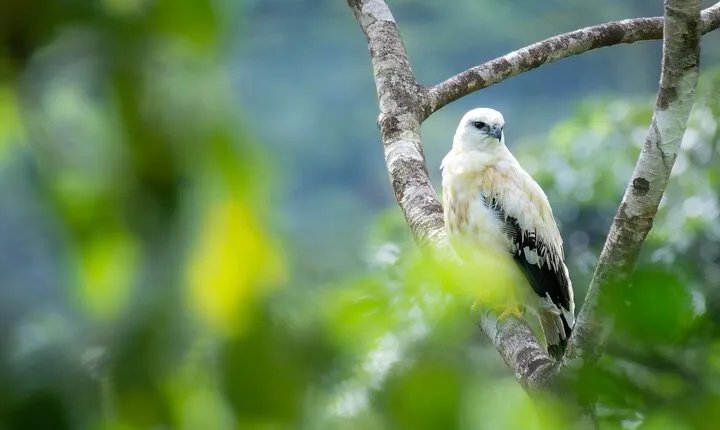 2-Hour Chachagua Rainforest - Birdwatching Tour