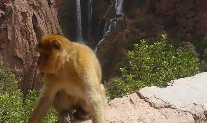 Ouzoud Waterfalls Private Day Trip from Marrakech