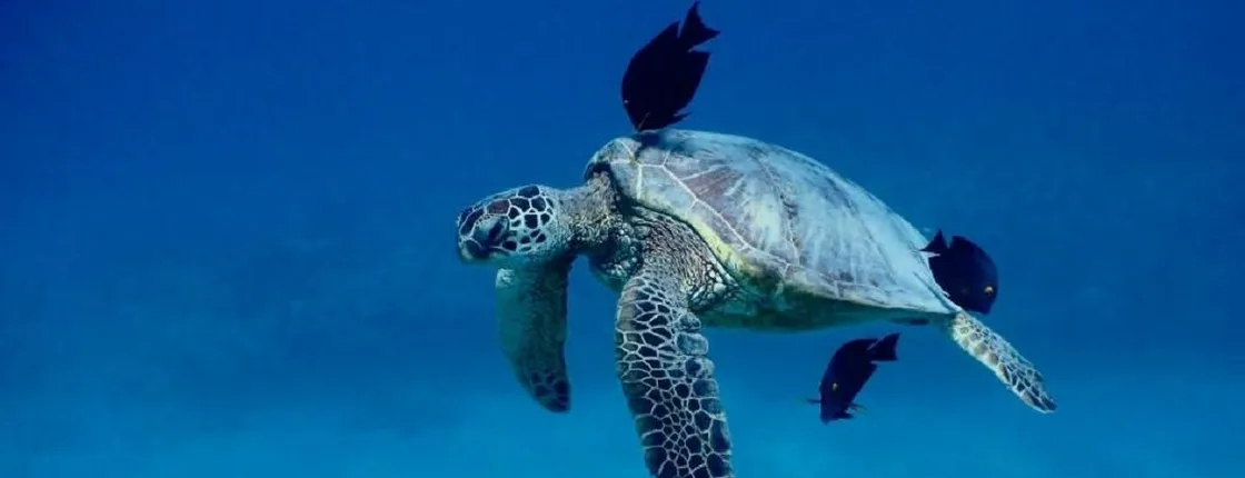 Catamaran tour and turtle snorkeling experience