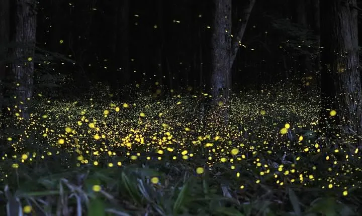 Fireflies Tour and Batu Cave Visit with Boat Ride and Seafood Dinner