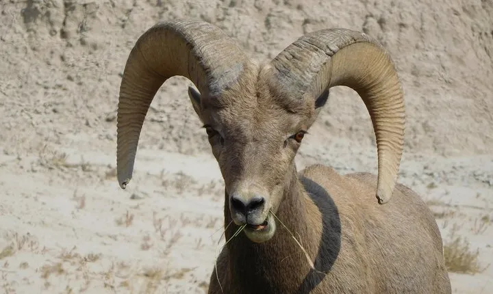 Private Tour of the Badlands with Local Experts