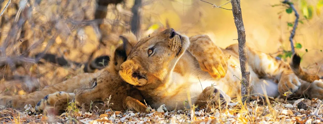 Nyerere National Park two-day budget safari from Zanzibar