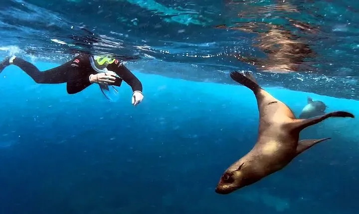 Snorkel with Seals, Lunch at a Brewery & Bo-Kaap