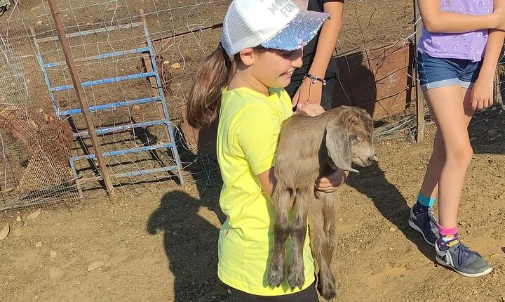 Visit a Goat Farm in a village