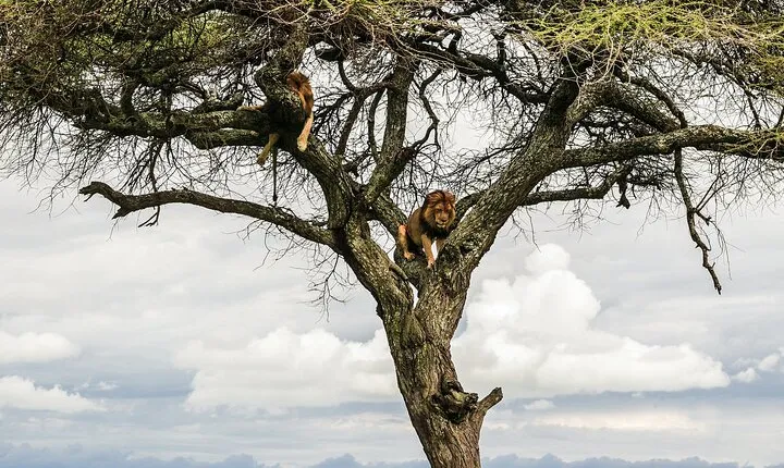 10-Day Predators Tanzania Safari Luxury Package