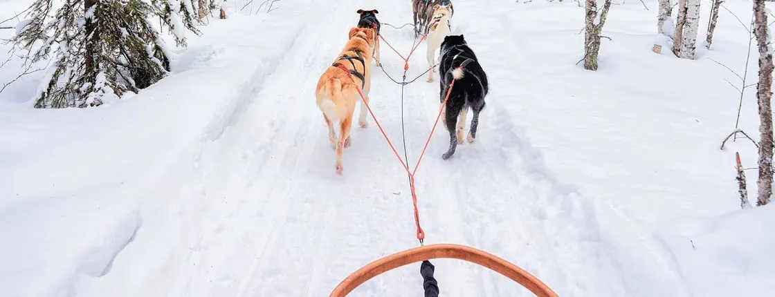 Family Day with Snowmobiles, Arctic Animals and Santa Village