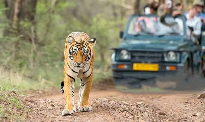 5-day Golden triangle with Jim Corbett national park Safari