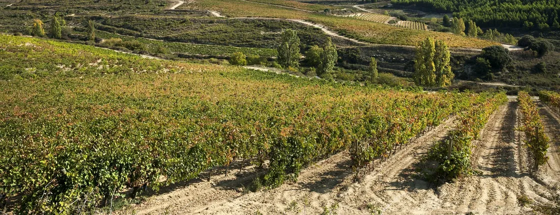 Winery Visit in La Rioja from Pamplona with Tasting and Lunch