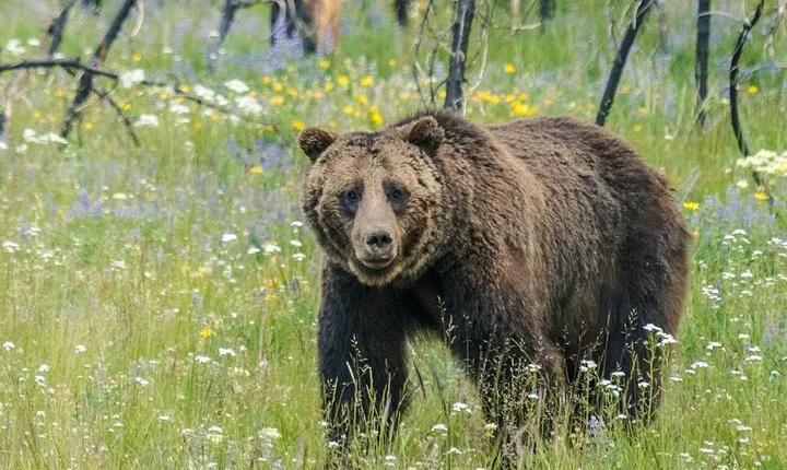 Yellowstone National Park Private Tour
