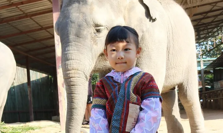 Chiang Mai Elephant Sanctuary Small Group Ethical Tour